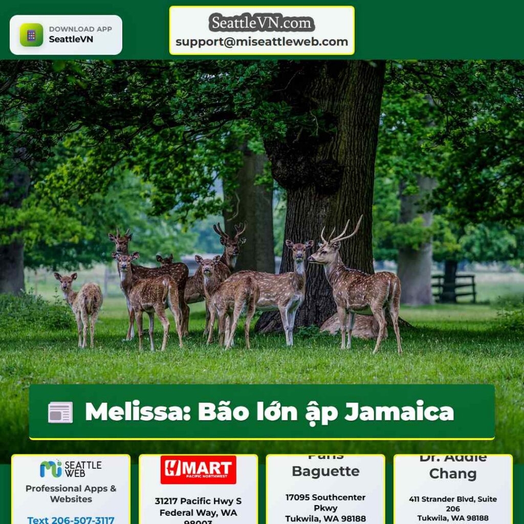 Melissa: Bão lớn ập Jamaica