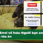 Errol về hưu Người bạn an ủi của tòa án