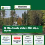 Bão Maple Valley Mất điện cây đổ