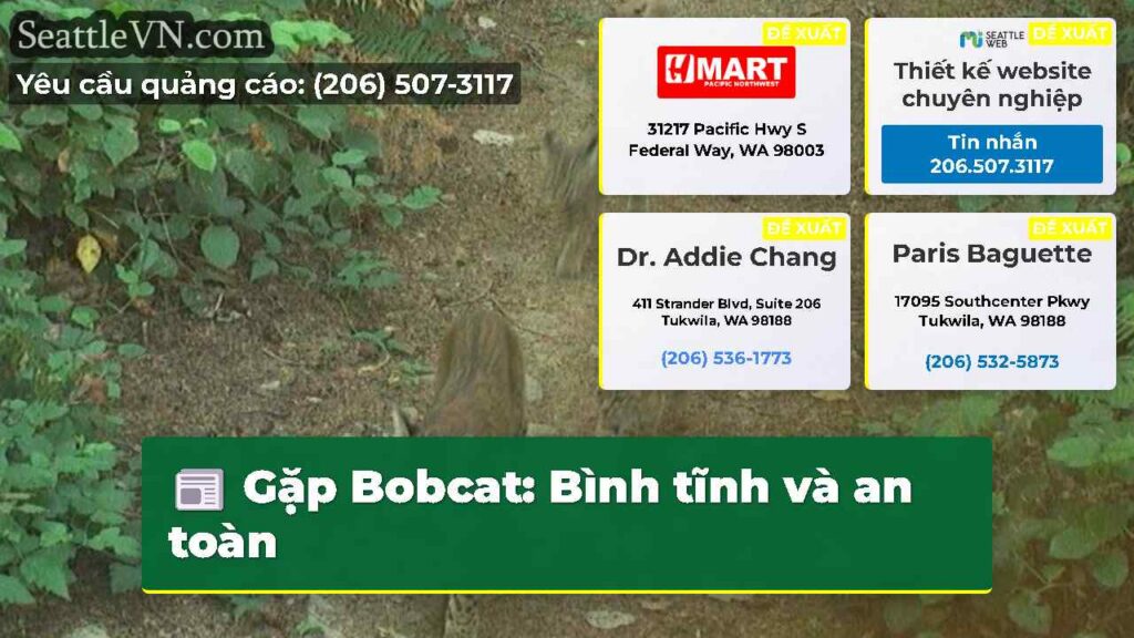 Gặp Bobcat: Bình tĩnh và an toàn