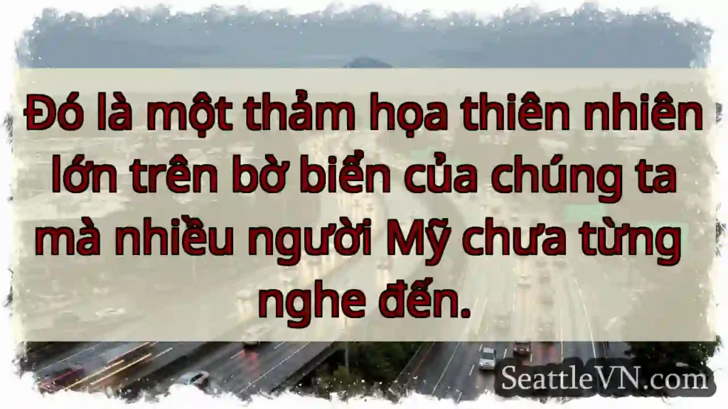 Đó là một thảm họa thiên nhiên lớn trên bờ biển