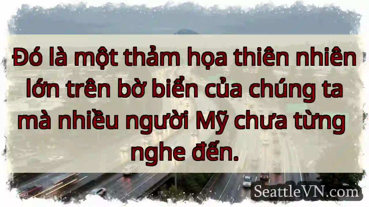 Đó là một thảm họa thiên nhiên lớn trên bờ biển