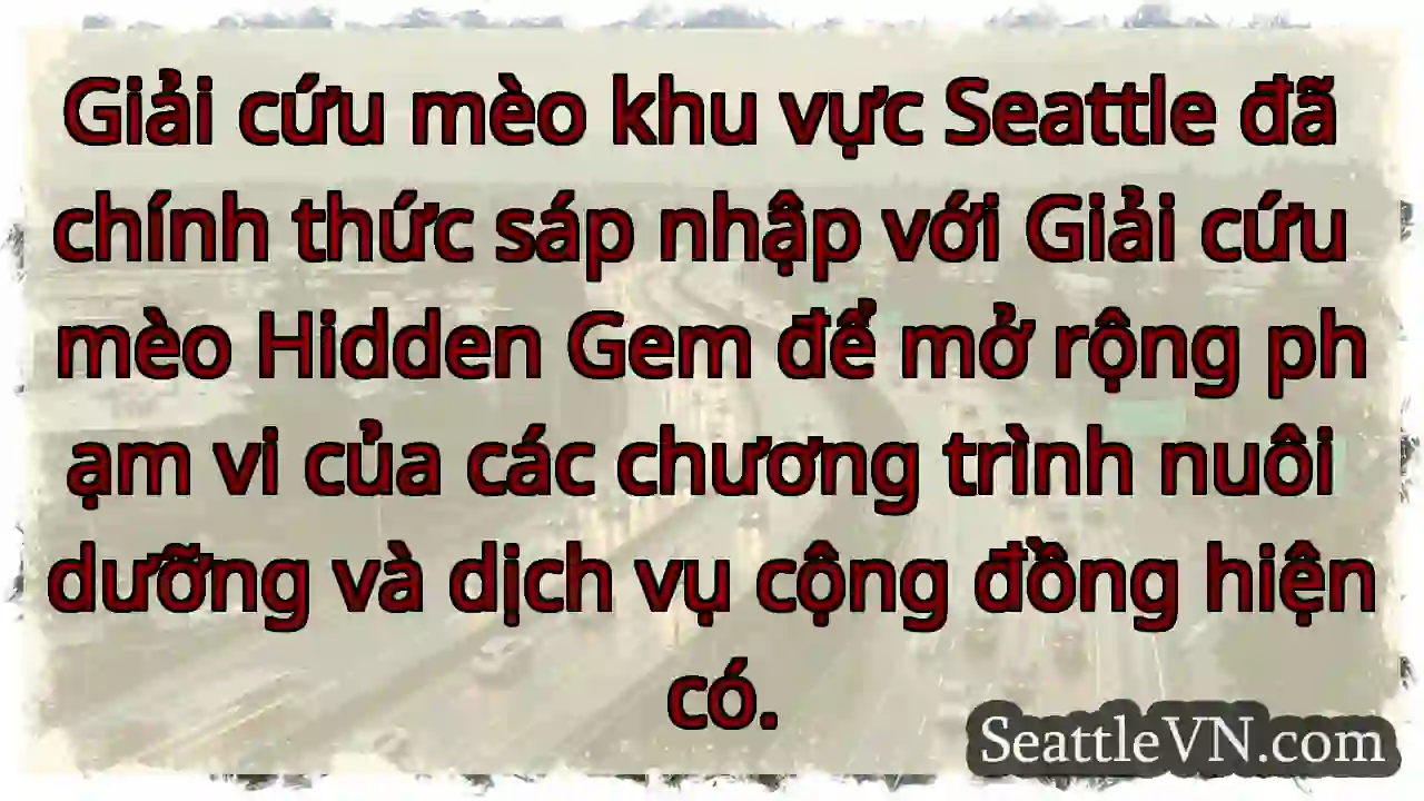 Giải cứu mèo khu vực Seattle đã chính thức sáp
