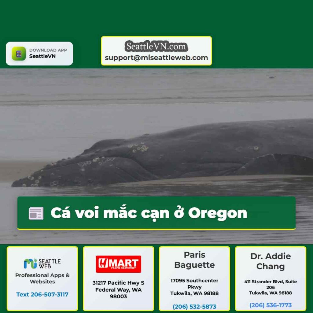 Cá voi mắc cạn ở Oregon