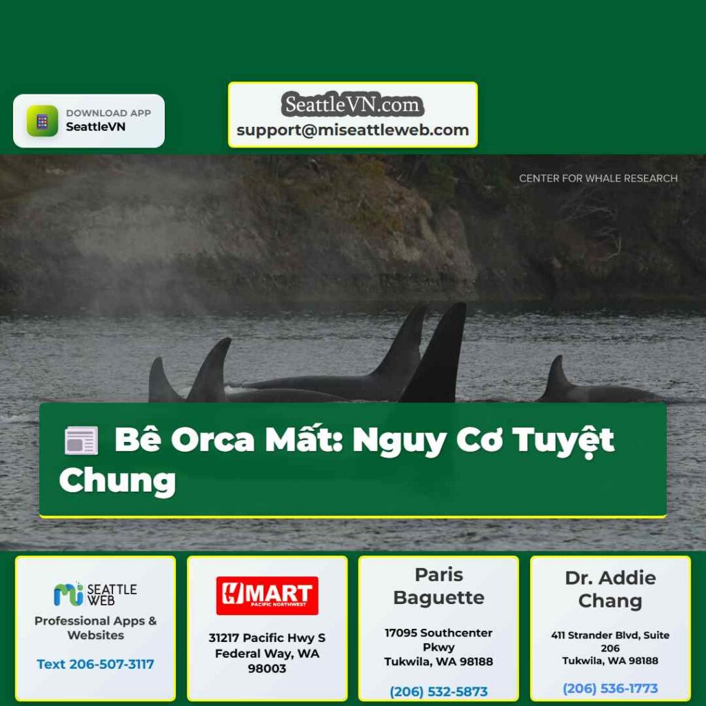 Bê Orca Mất: Nguy Cơ Tuyệt Chung