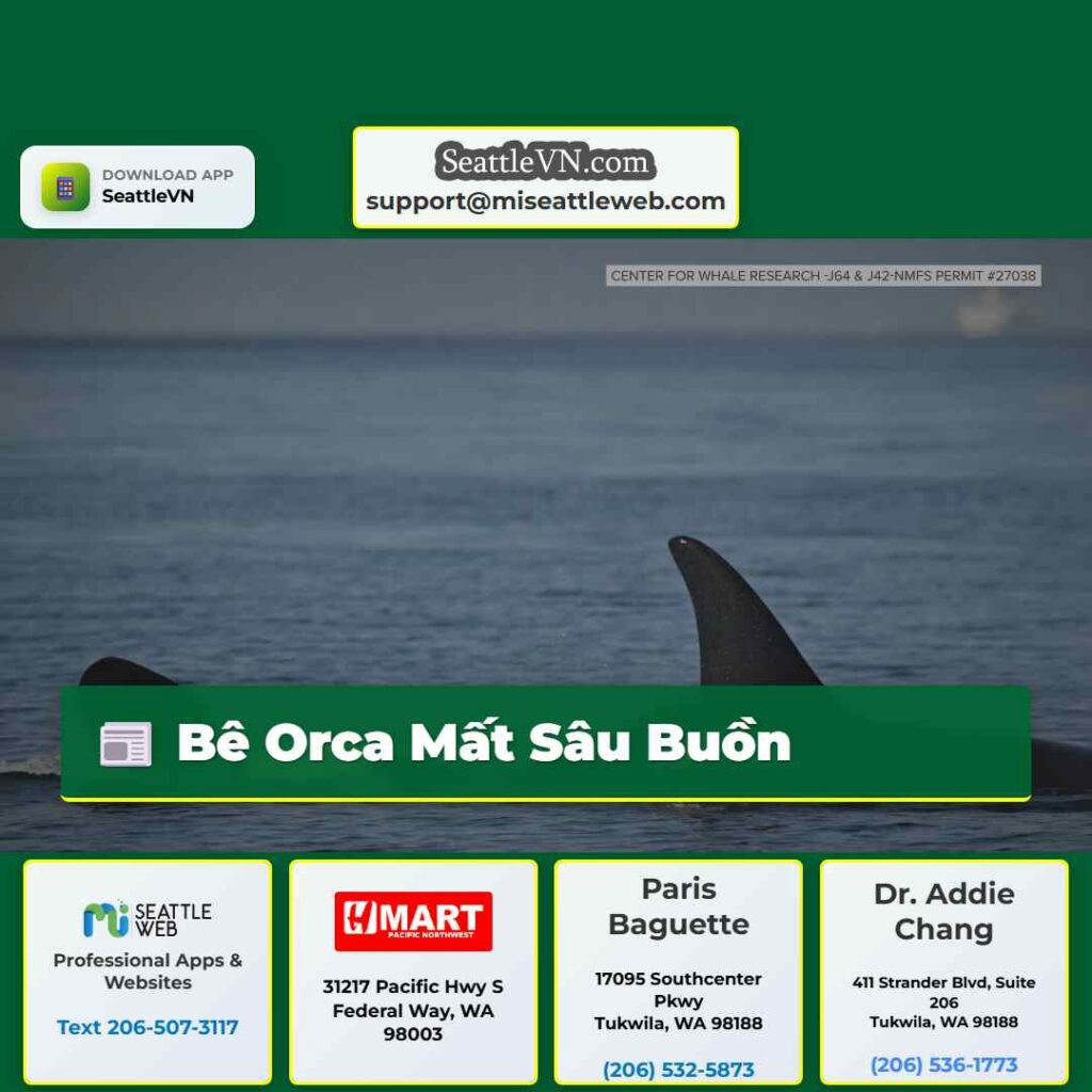 Bê Orca Mất Sâu Buồn