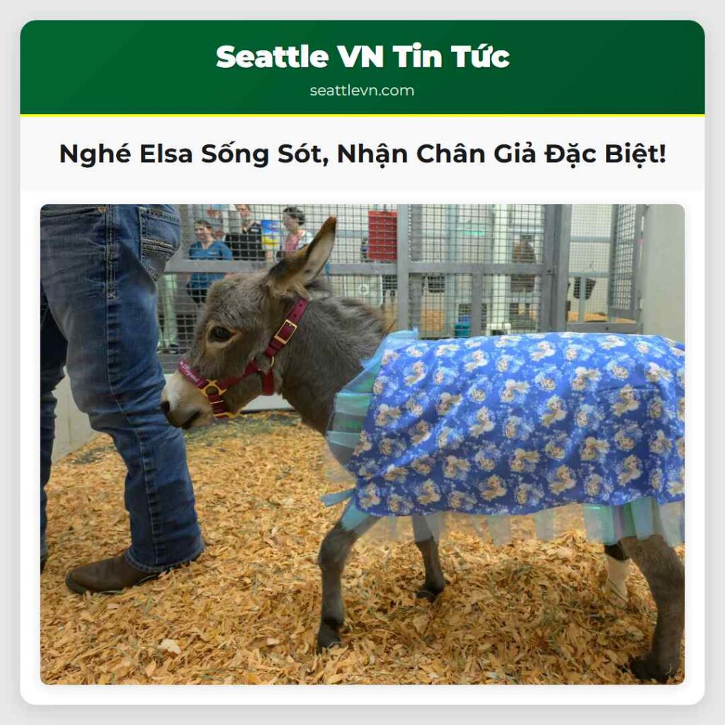 Nghé Elsa Sống Sót, Nhận Chân Giả Đặc Biệt!