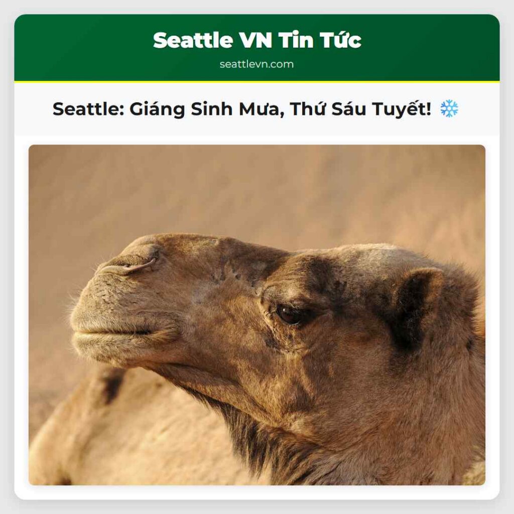 Seattle: Giáng Sinh Mưa, Thứ Sáu Tuyết! ❄️