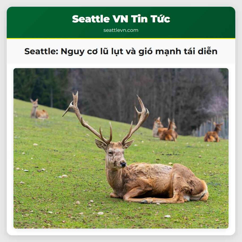Seattle: Nguy cơ lũ lụt và gió mạnh tái diễn