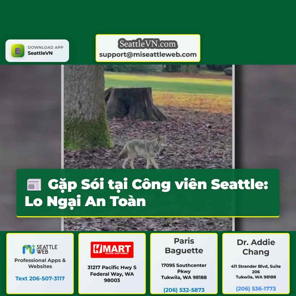 Gặp Sói tại Công viên Seattle: Lo Ngại An Toàn