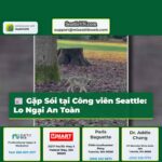 Người Đàn Ông Gặp Chó Sói tại Công viên Volunteer Seattle – Lo Ngại Về An Toàn