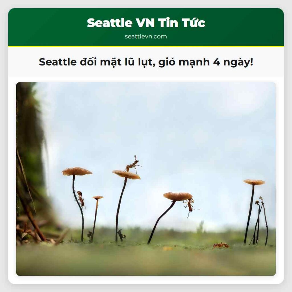Seattle đối mặt lũ lụt, gió mạnh 4 ngày!