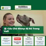 Cứu Chó Binny Bị Trói Nhét Vali và Bỏ Thùng Rác tại Everett