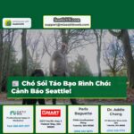 Chó Sói Táo Bạo Rình Rập Chó tại Công Viên Seattle Cảnh Báo Cho Người Dân