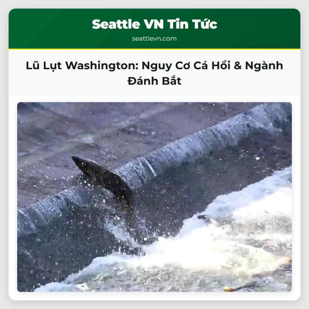 Lũ Lụt Washington: Nguy Cơ Cá Hồi & Ngành Đánh Bắt