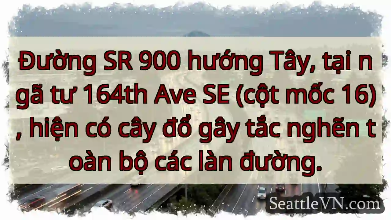 SR 900 Tây: Cây đổ, tắc đường!