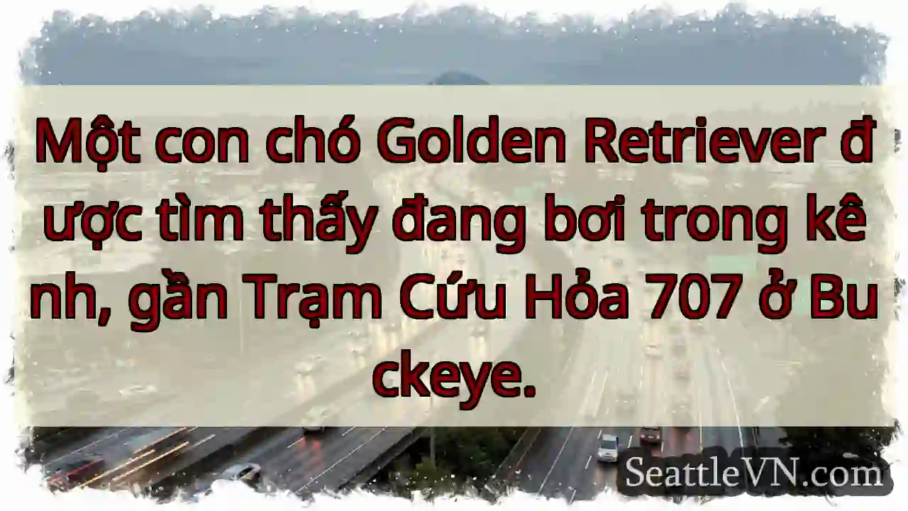 Cứu! Chó Golden bơi kênh!