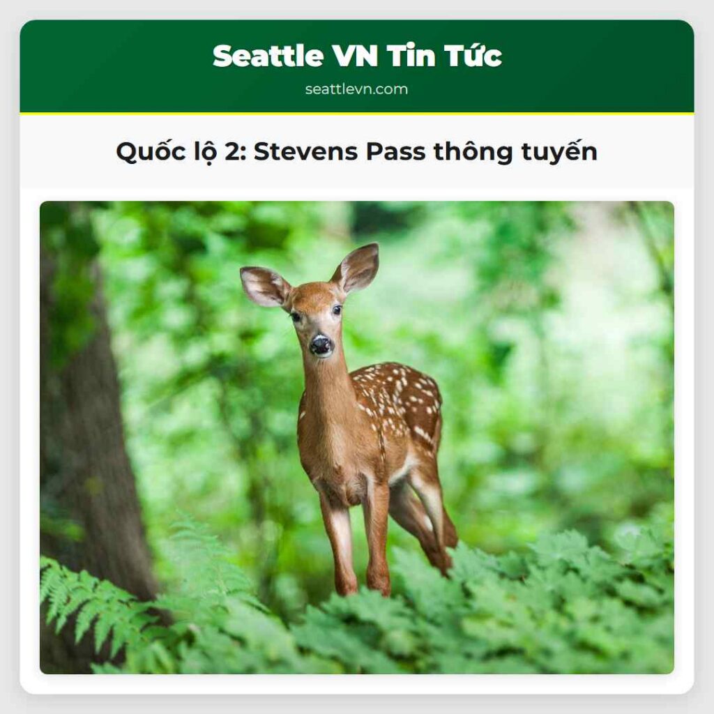 Quốc lộ 2: Stevens Pass thông tuyến