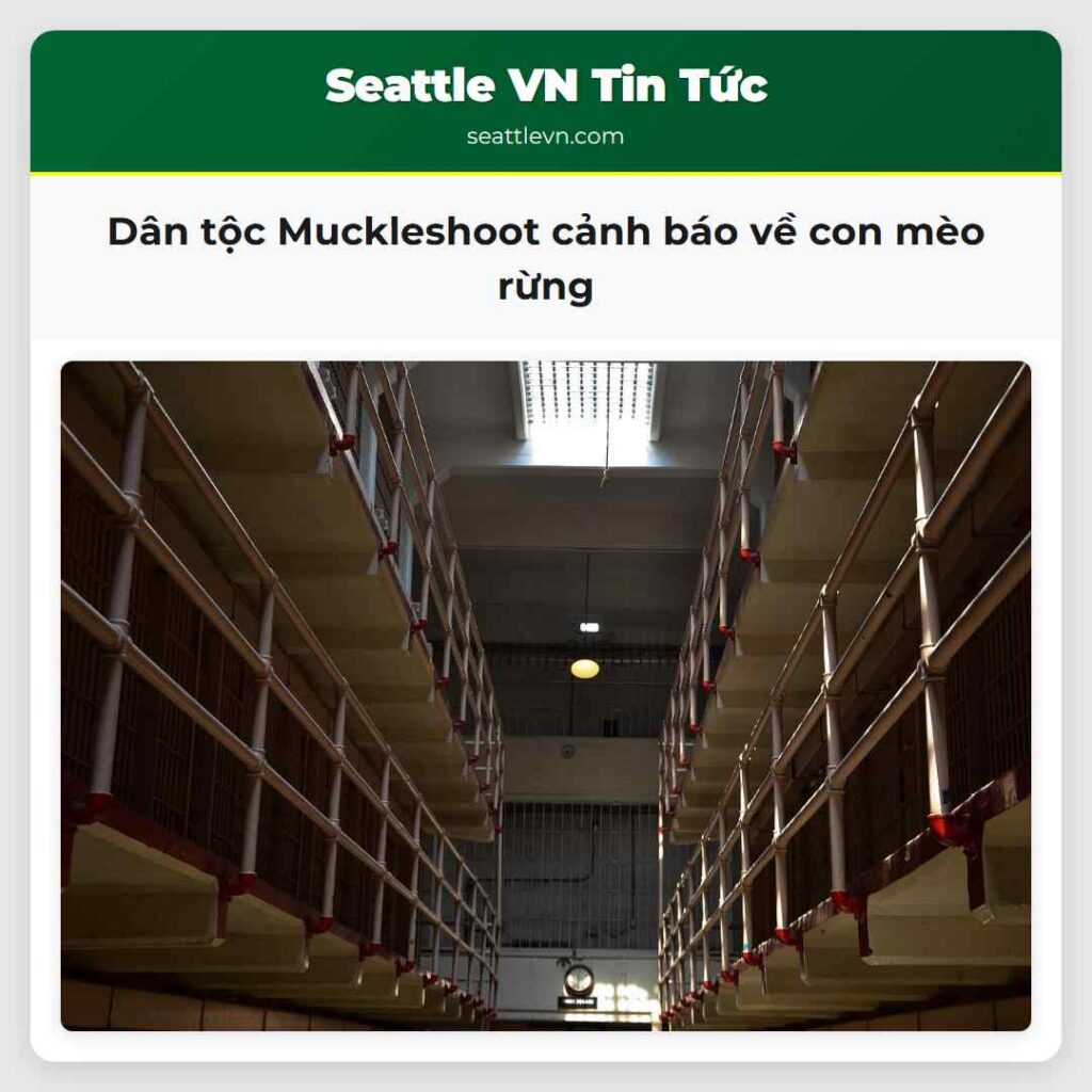 Dân tộc Muckleshoot cảnh báo về con mèo rừng