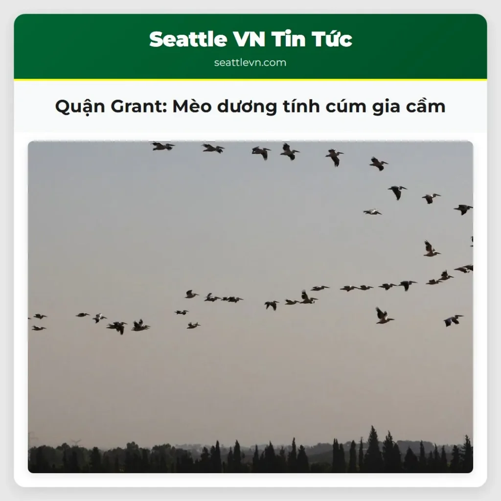 Quận Grant: Mèo dương tính cúm gia cầm