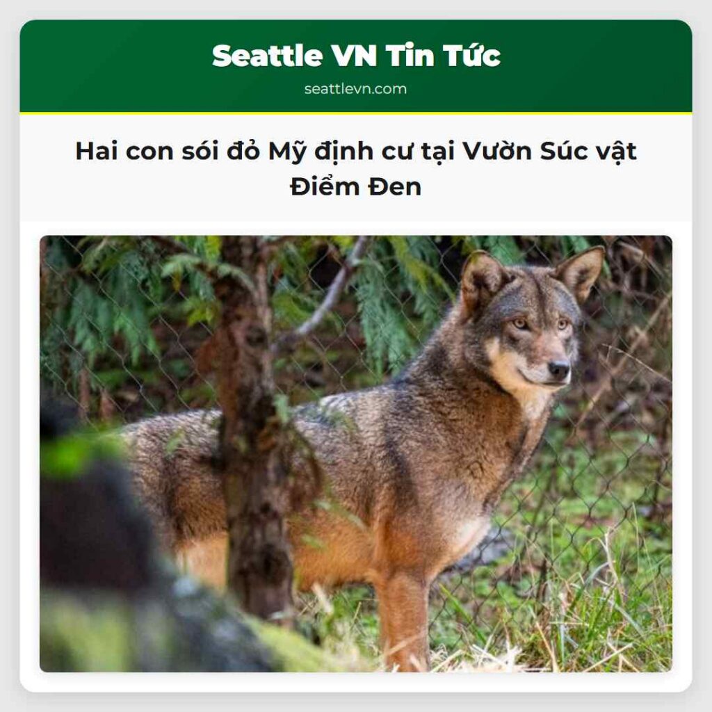 Hai con sói đỏ Mỹ định cư tại Vườn Súc vật Điểm