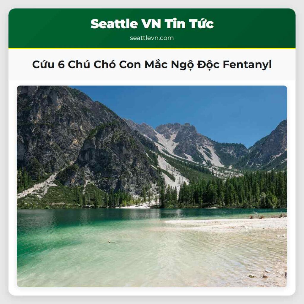 Cứu 6 Chú Chó Con Mắc Ngộ Độc Fentanyl