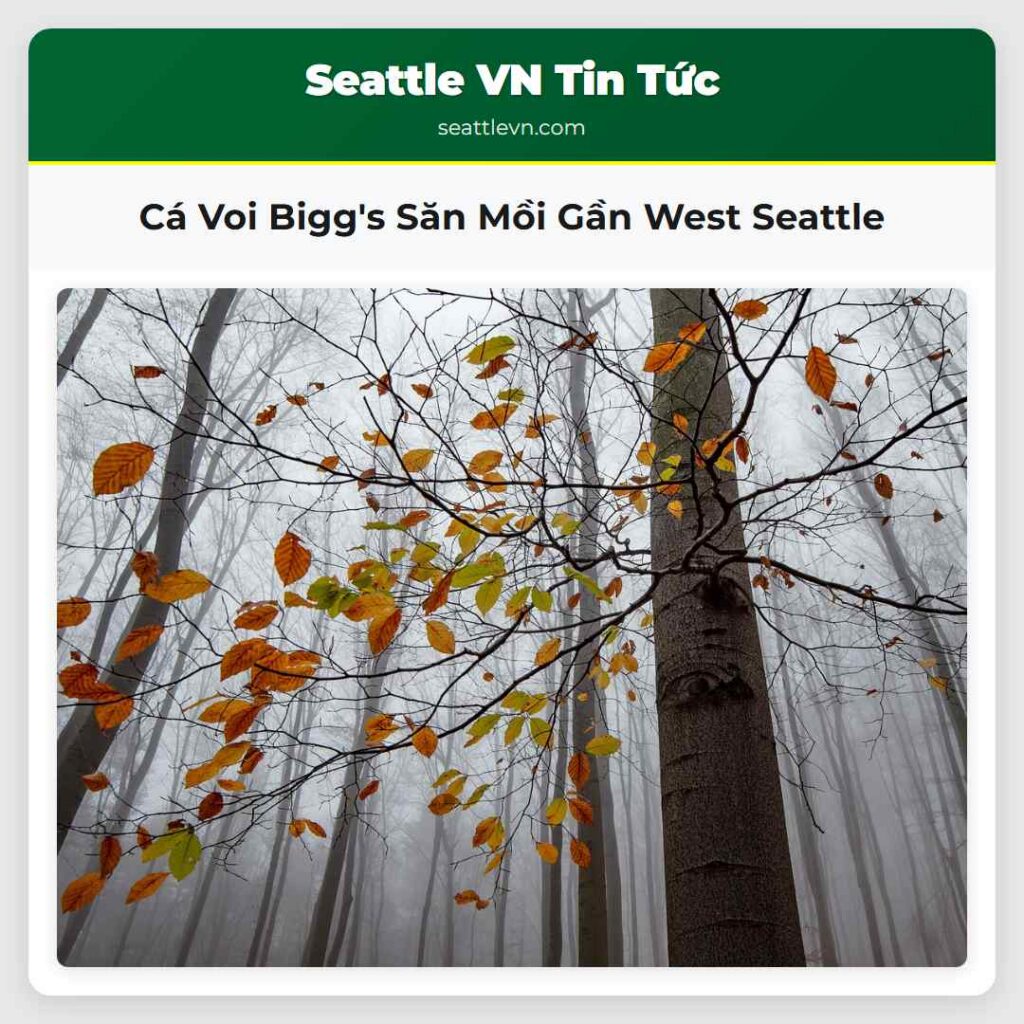 Cá Voi Bigg's Săn Mồi Gần West Seattle