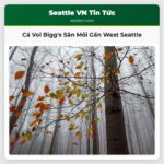 Đàn Cá Voi Sát Thủ Biggs Xuất Hiện Săn Mồi Gần West Seattle