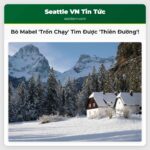 Bò Mabel Nổi Tiếng Trốn Chạy Hai Tháng Tìm Được Thiên Đường Ở San Juan Island