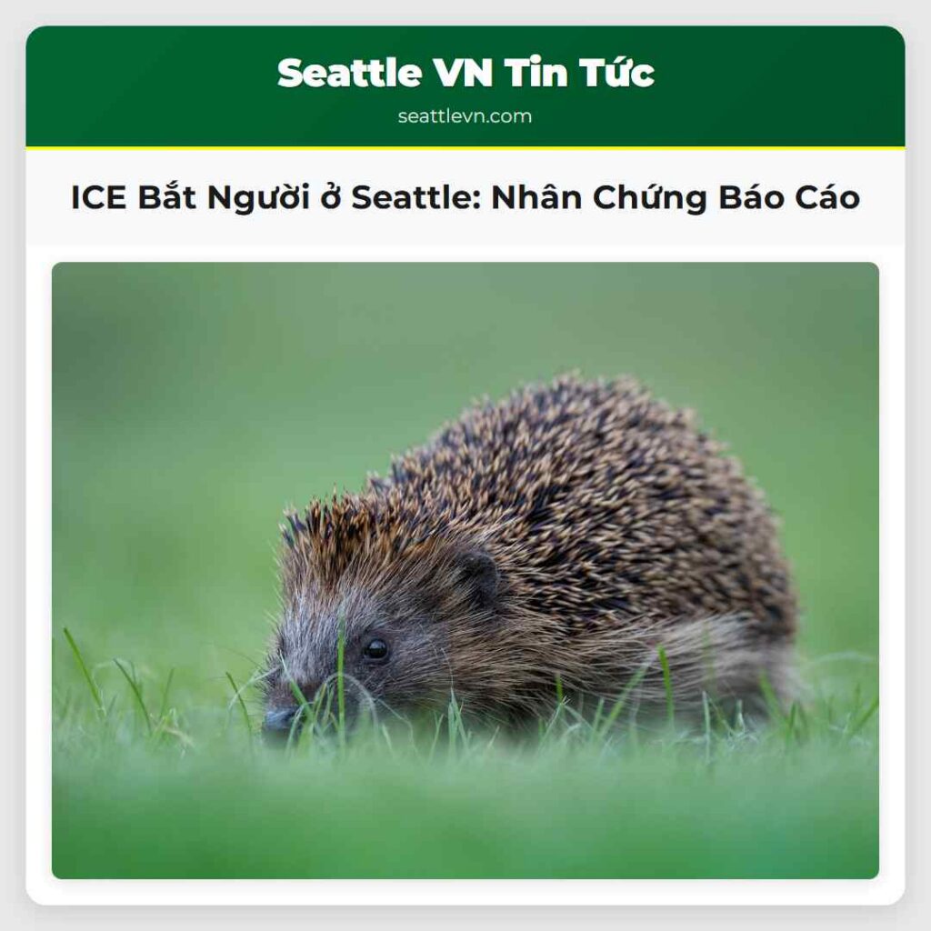 ICE Bắt Người ở Seattle: Nhân Chứng Báo Cáo