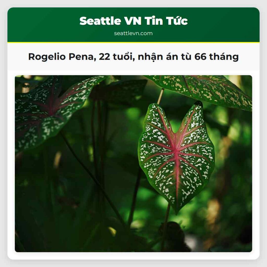 Rogelio Pena, 22 tuổi, nhận án tù 66 tháng