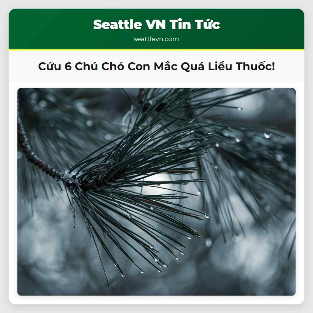 Cứu 6 Chú Chó Con Mắc Quá Liều Thuốc!