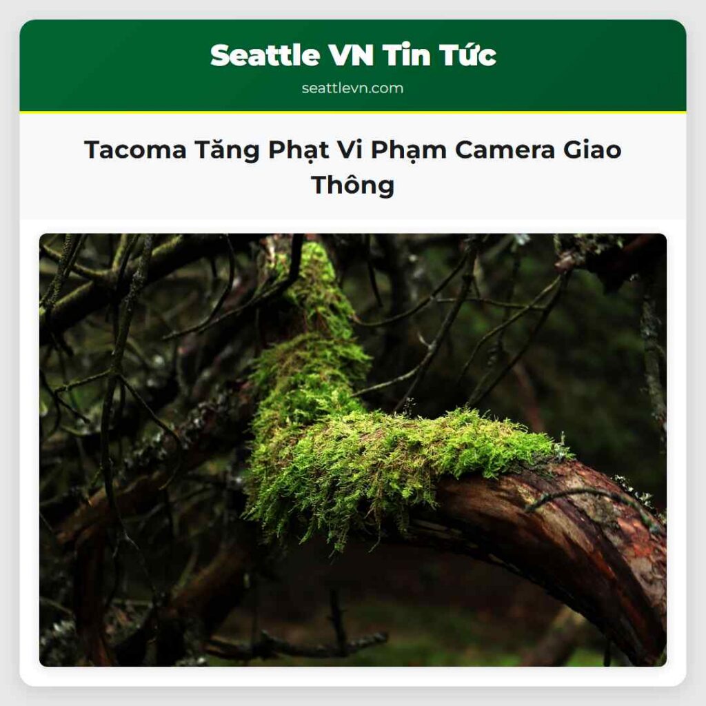 Tacoma Tăng Phạt Vi Phạm Camera Giao Thông