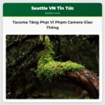 Tacoma Tăng Mức Phạt Vi Phạm Camera Giao Thông Lên 21 Đô La