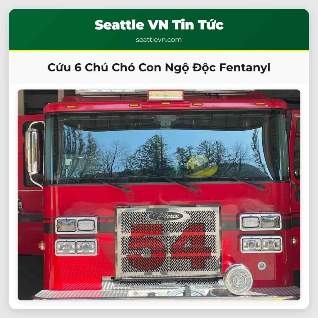 Cứu 6 Chú Chó Con Ngộ Độc Fentanyl