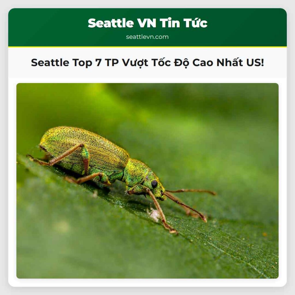 Seattle Top 7 TP Vượt Tốc Độ Cao Nhất US!