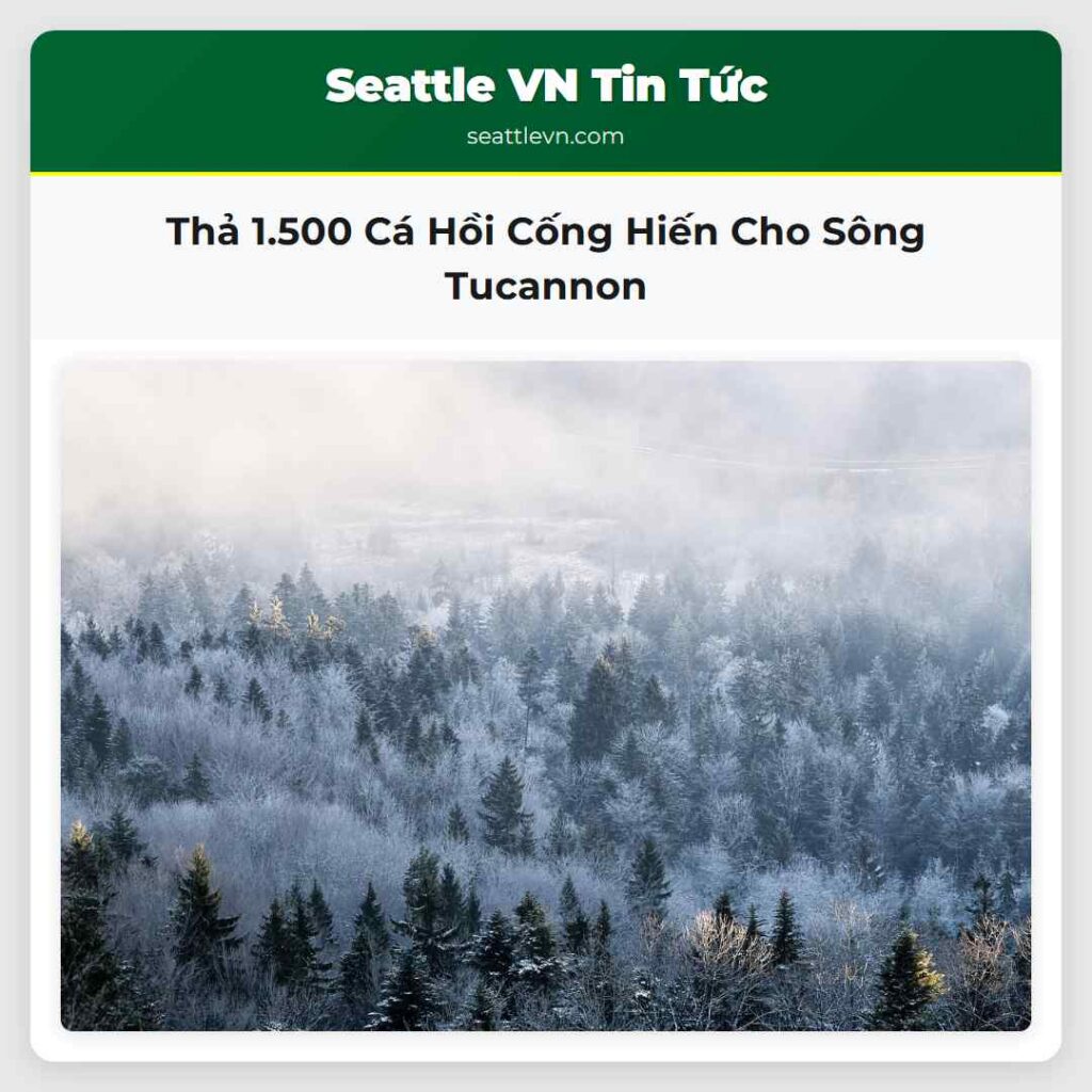 Thả 1.500 Cá Hồi Cống Hiến Cho Sông Tucannon