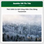 Hơn 1.500 Cá Hồi Sau Sinh Sản Sẽ Được Thả Vào Sông Tucannon