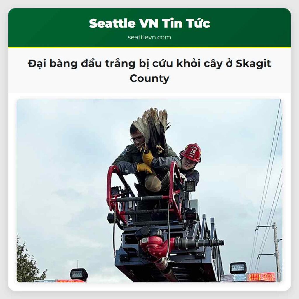 Đại bàng đầu trắng bị cứu khỏi cây ở Skagit County