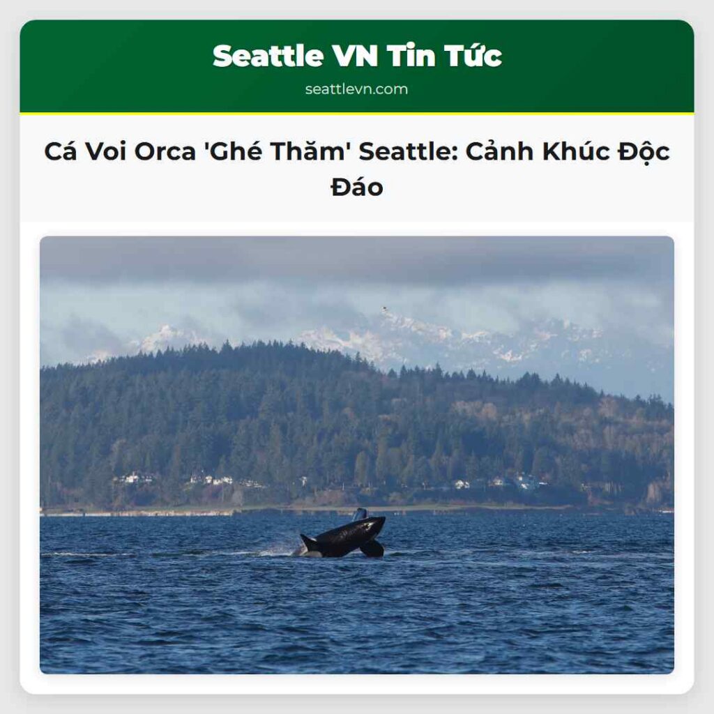 Cá Voi Orca 'Ghé Thăm' Seattle: Cảnh Khúc Độc Đáo