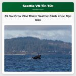 Đàn Cá Voi Orca Biểu Diễn Ấn Tượng Gần Seattle