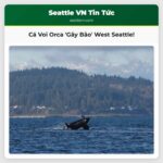Đàn Cá Voi Orca Biểu Diễn Ấn Tượng Gần West Seattle
