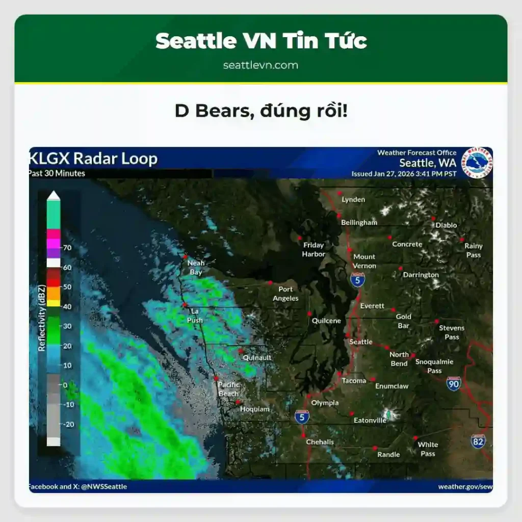 D Bears, đúng rồi!