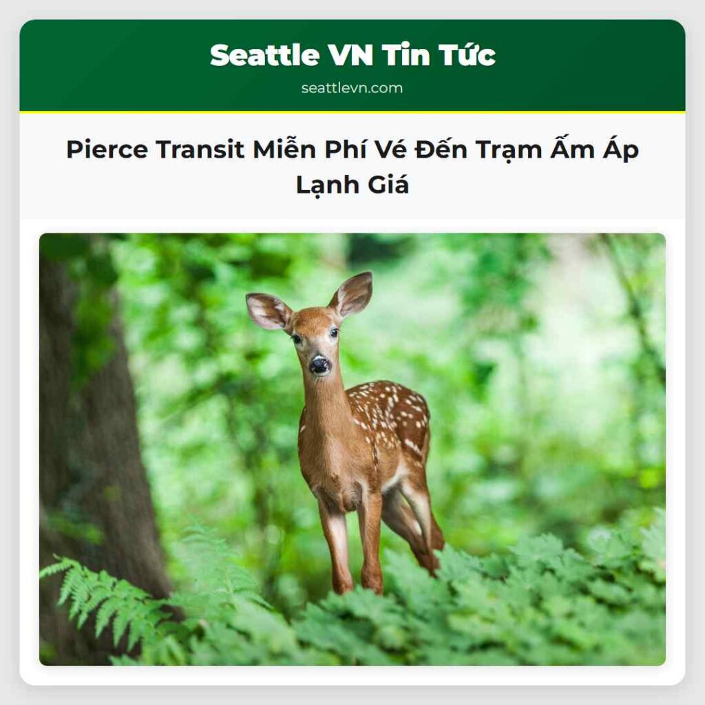 Pierce Transit Miễn Phí Vé Đến Trạm Ấm Áp Lạnh Giá