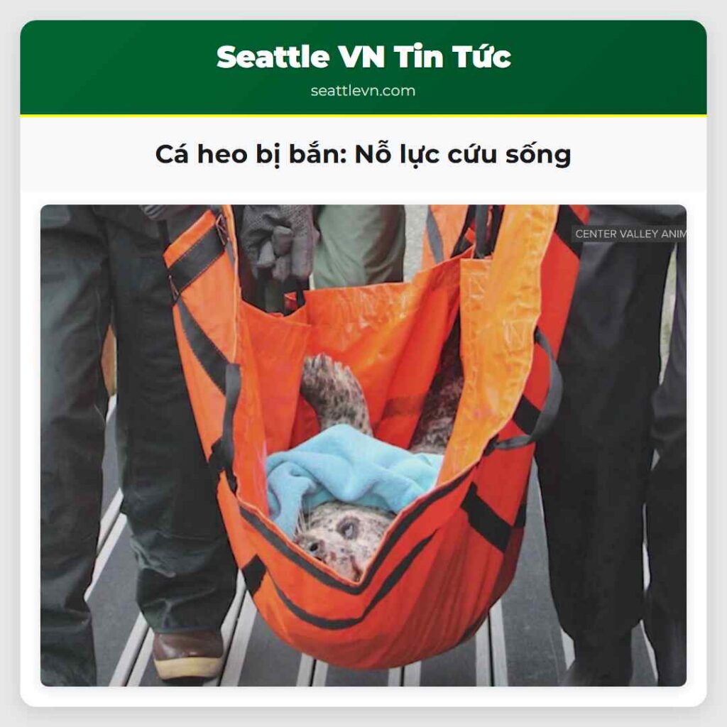 Cá heo bị bắn: Nỗ lực cứu sống