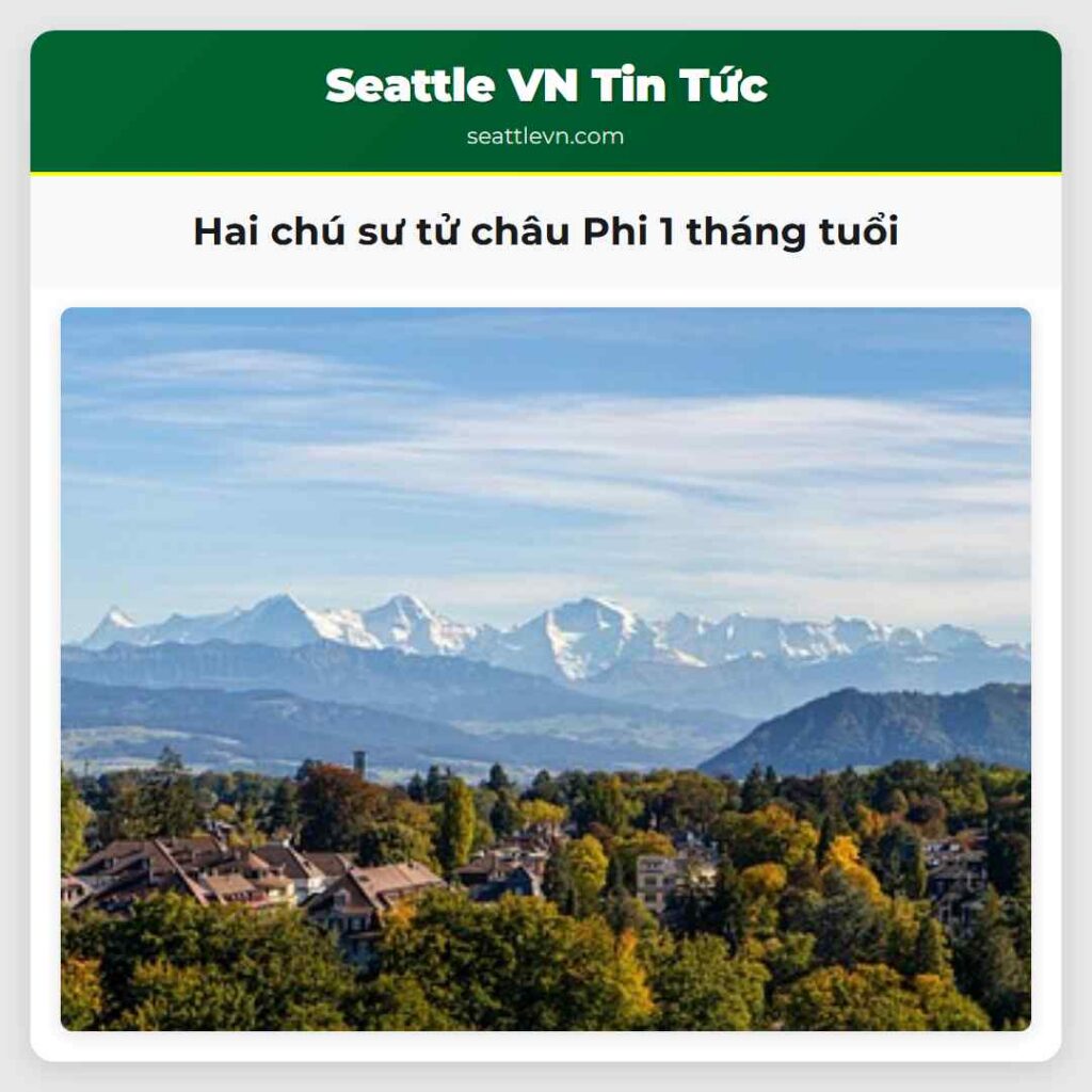 Hai chú sư tử châu Phi 1 tháng tuổi