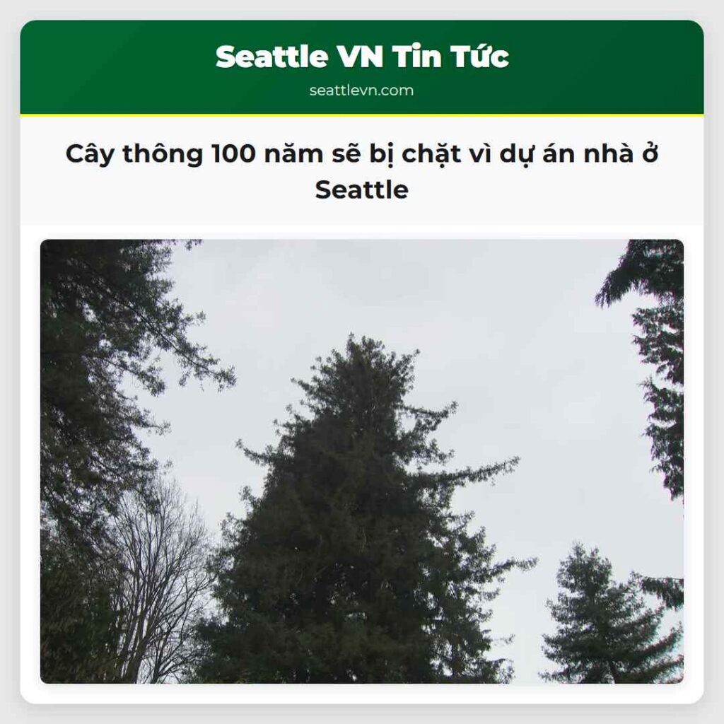 Cây thông 100 năm sẽ bị chặt vì dự án nhà ở