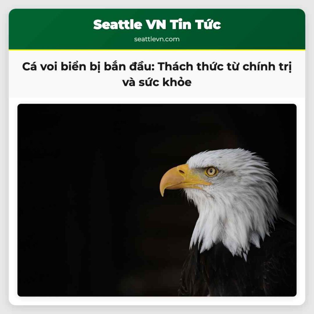 Cá voi biển bị bắn đầu: Thách thức từ chính trị
