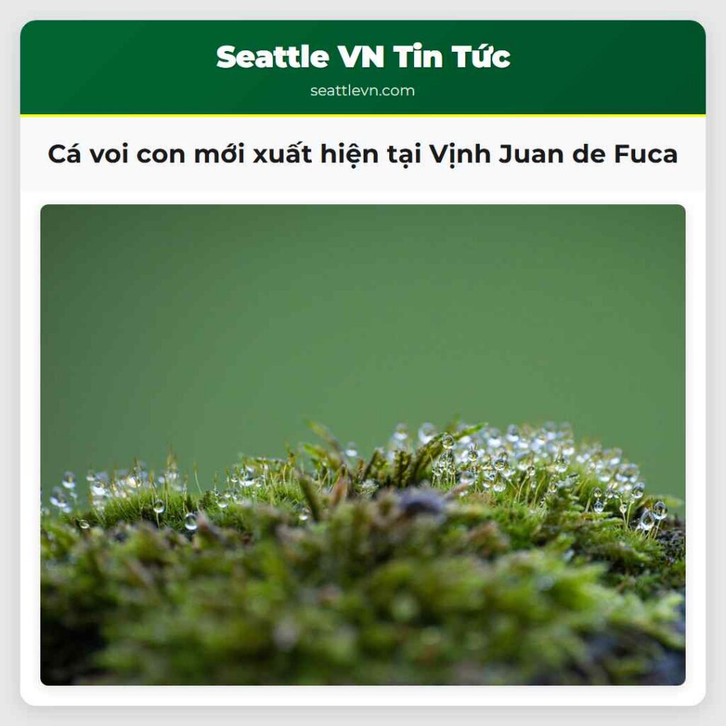 Cá voi con mới xuất hiện tại Vịnh Juan de Fuca