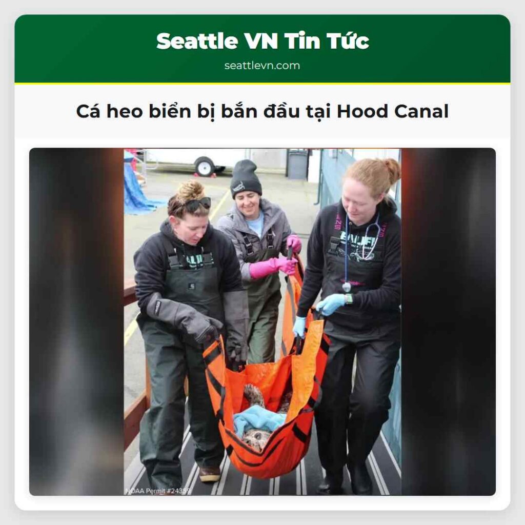 Cá heo biển bị bắn đầu tại Hood Canal